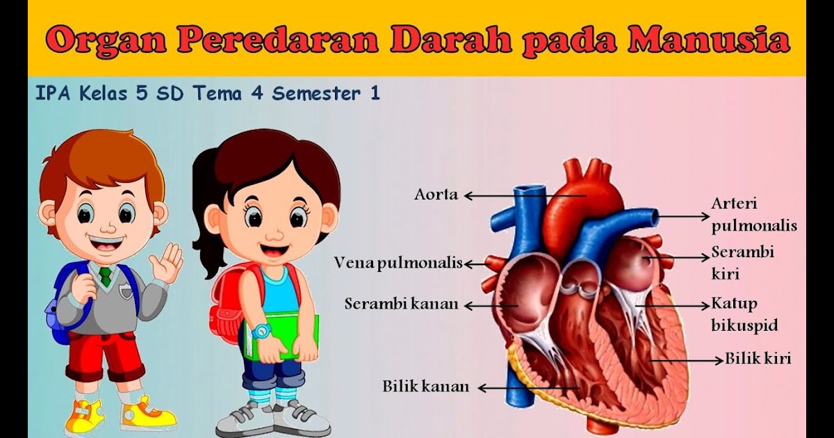 Cara Memelihara Kesehatan Organ Peredaran Darah Katak – Dunia Belajar