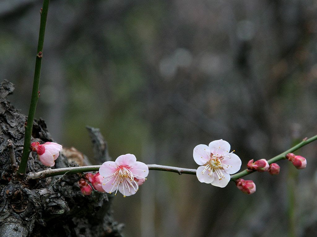 すべての花の画像 100 Epic Best壁紙 梅の花 写真