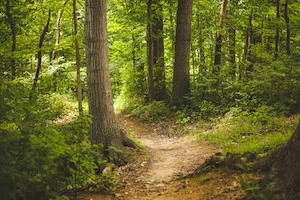 forest in summer