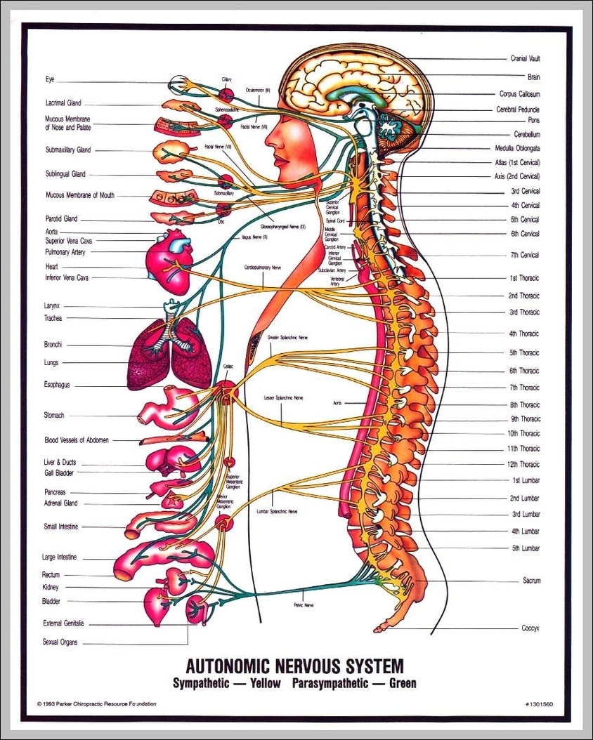Flowchart illustrating the human nervous system. Pictures Of Nervous System Graph Diagram