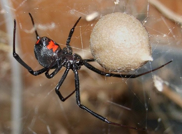 False widow spiders become a risk once again as the weather becomes warmer, leading the insects to come in the uk, a false widow is a black spider with a bulbous abdomen and small head. Dog Black Widow Spider Bite Treatment Black Widow Bite On Dog Petmd