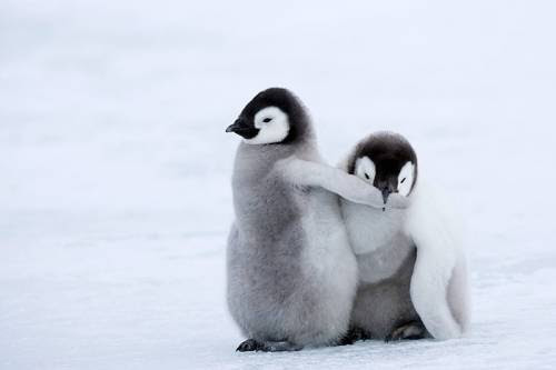 驚くばかりペンギン 可愛い 赤ちゃん 最高の動物画像