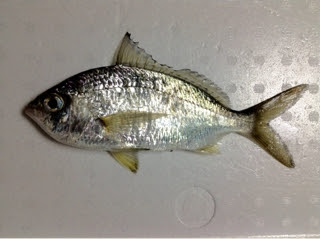 Hd限定アマギ 魚 最高の花の画像