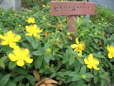 ぜいたくヒペリカム カリシ ナム 最高の花の画像