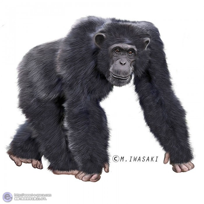 ディズニー画像のすべて 元のさる 猿 イラスト リアル