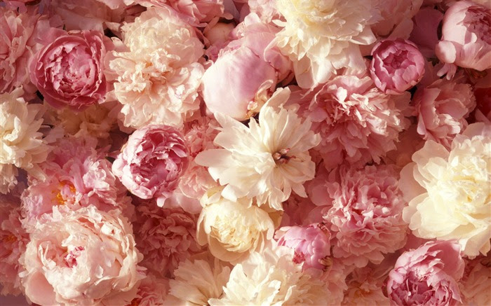 100 Epic Bestデスクトップ 壁紙 花 すべての美しい花の画像