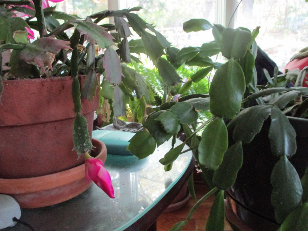 There are a few things i want to tell you about the christmas cactus flowers & related tidbits before i get to the blooming part. Christmas Cactus Blooming Out Of Season Gardening Charlotte