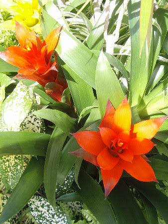 ベスト50 グズマニア 花が咲かない すべての美しい花の画像