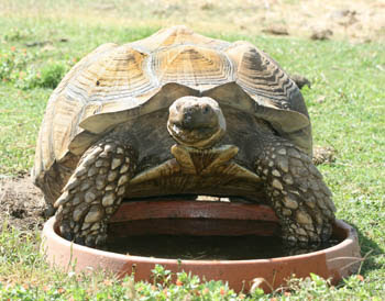Diet sulcata tortoises are strict herbivores. Hydration Ojai Sulcata Project