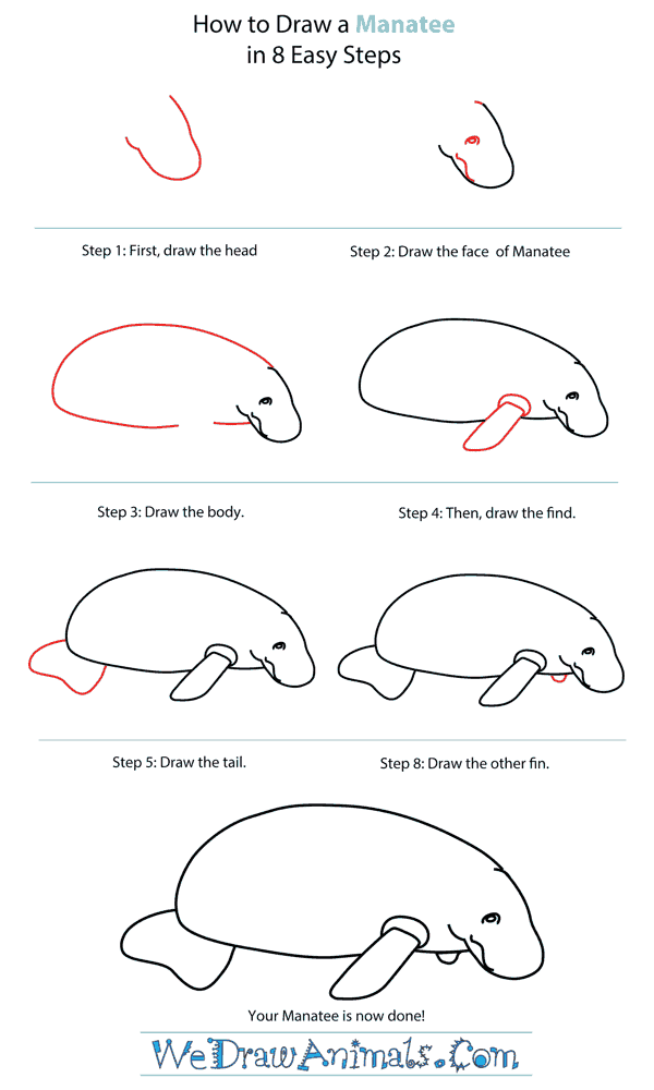 35+ Ideas For Manatee Drawing Step By Step | Charmimsy