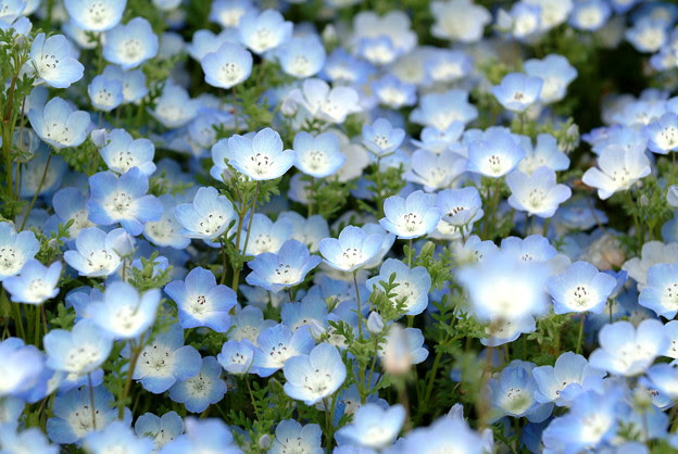 ぜいたく水色 花 美しい花の画像