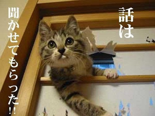 綺麗な笑える 壁紙 笑える ねこ 画像 最高の花の画像