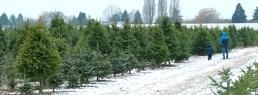 Maybe you would like to learn more about one of these? U Cut Z Z Christmas Trees