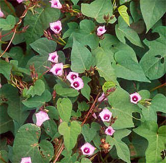 50 素晴らしいつる植物 花 最高の花の画像
