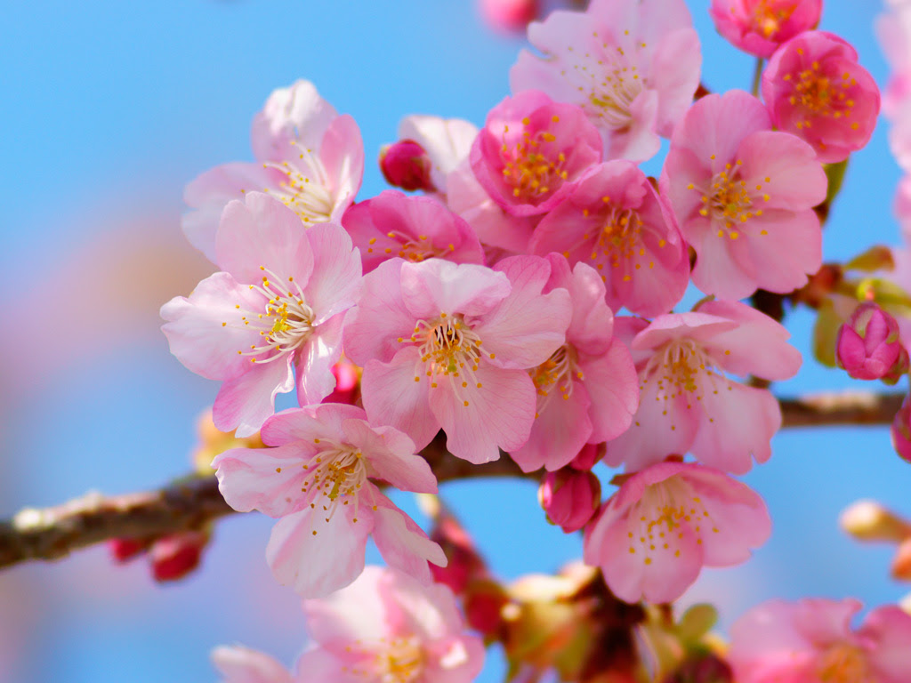 ディズニー画像ランド 驚くばかり壁紙 桜 写真 フリー