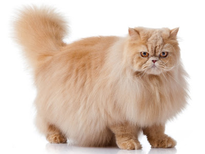 [Le plus partagé! √] image de chat persan 909236-Image chat persan blanc