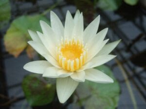 コンプリート ウォーター リリー 花 言葉 誕生 日 ライン 友達
