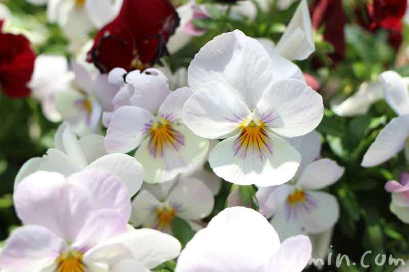 綺麗な白い パンジー 最高の花の画像