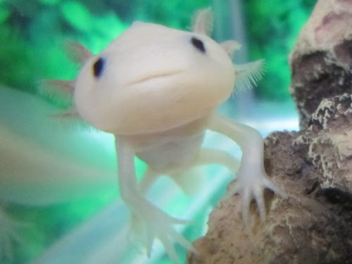 動物画像無料 綺麗な魚 可愛い