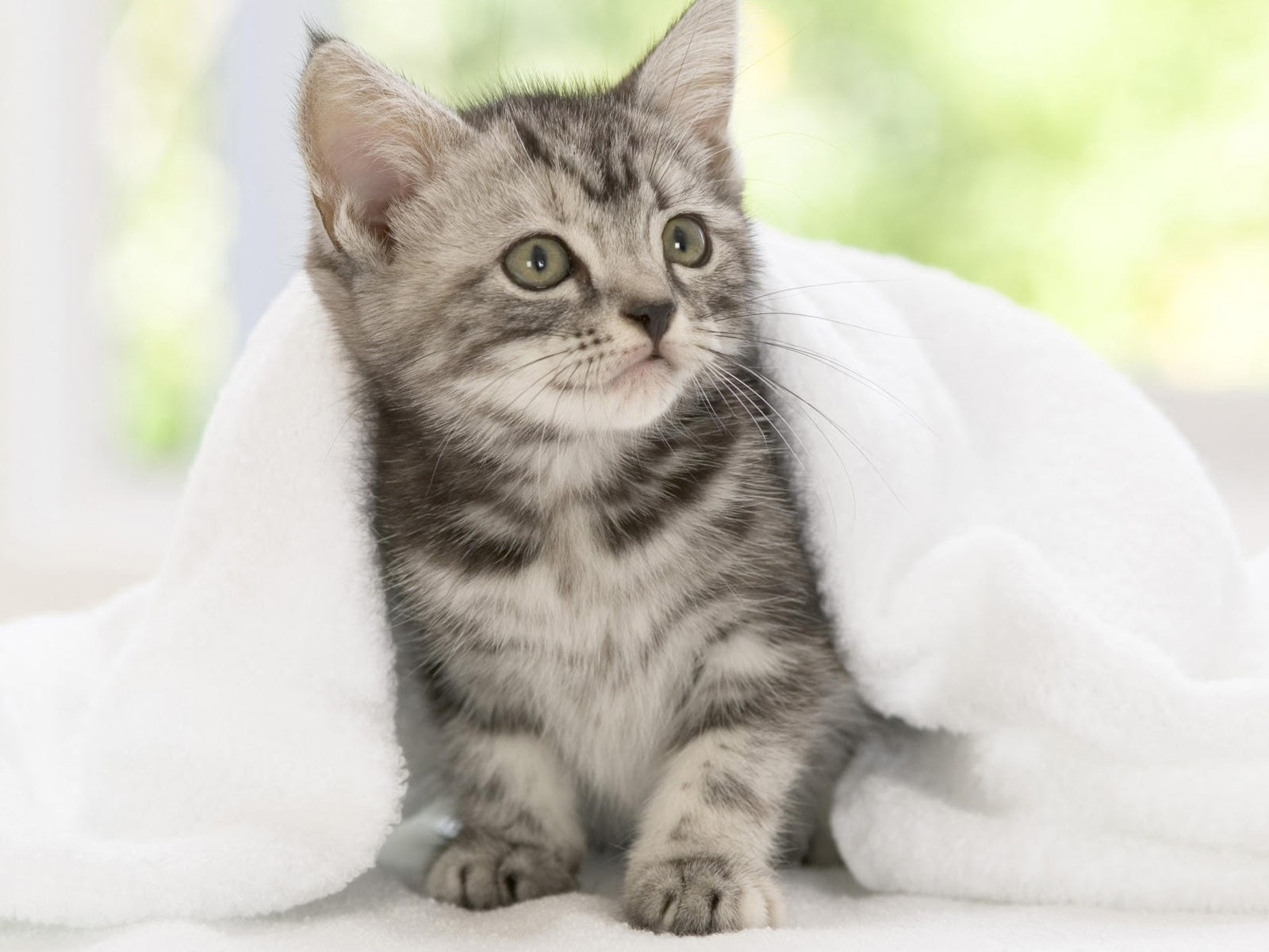 最も選択された 壁紙 無料 動物 Hd壁紙画像
