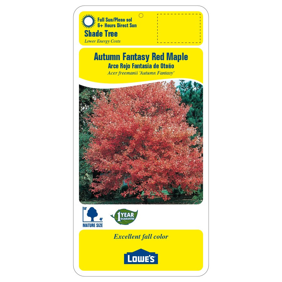 Check spelling or type a new query. 8 Gallon Autumn Fantasy Red Maple Shade Tree In Pot L8500 In The Trees Department At Lowes Com