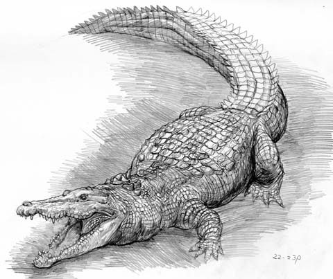 動物画像のすべて 新着かっこいい ワニ イラスト 簡単
