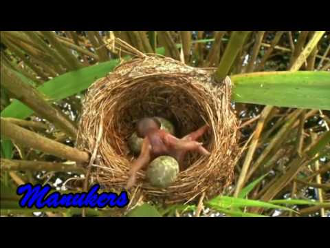 Download mp3 burung prit gantil gratis, ada 20 daftar lagu burung prit gantil yang bisa anda download. Gambar Burung Emprit Gantil Gambar Burung Wallpaper