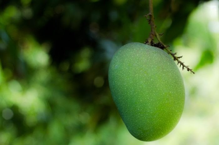 Gambar Buah Mangga Mudah Gambar Bagian Tumbuhan