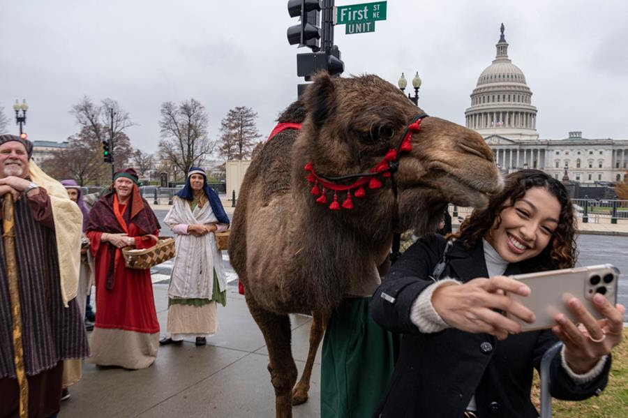 Blanca Belloso takes a selfie with a camel. To the side, there are people dressed as part of a live nativity scene. The Dome of the U.S. Capitol is in the background.