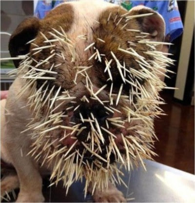 犬 サソリ 食べる 犬 サソリ 食べる