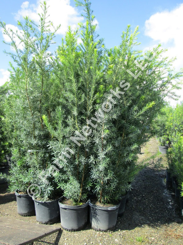Check spelling or type a new query. Podocarpus Maki Hedge Plants Nursery We Deliver 786 255 2832