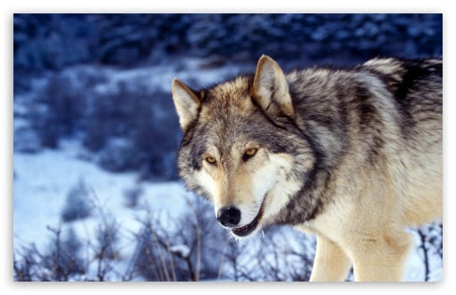 Wolf 4K HD Desktop Wallpaper for 4K Ultra HD TV • Tablet • Smartphone • Mobile Devices
