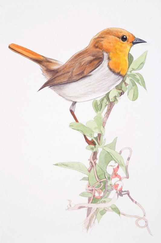 トップ100 鳥 リアル イラスト 無料イラスト集