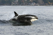 orca action month