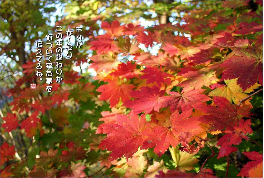 すべての美しい花の画像 ぜいたく紅葉 言葉