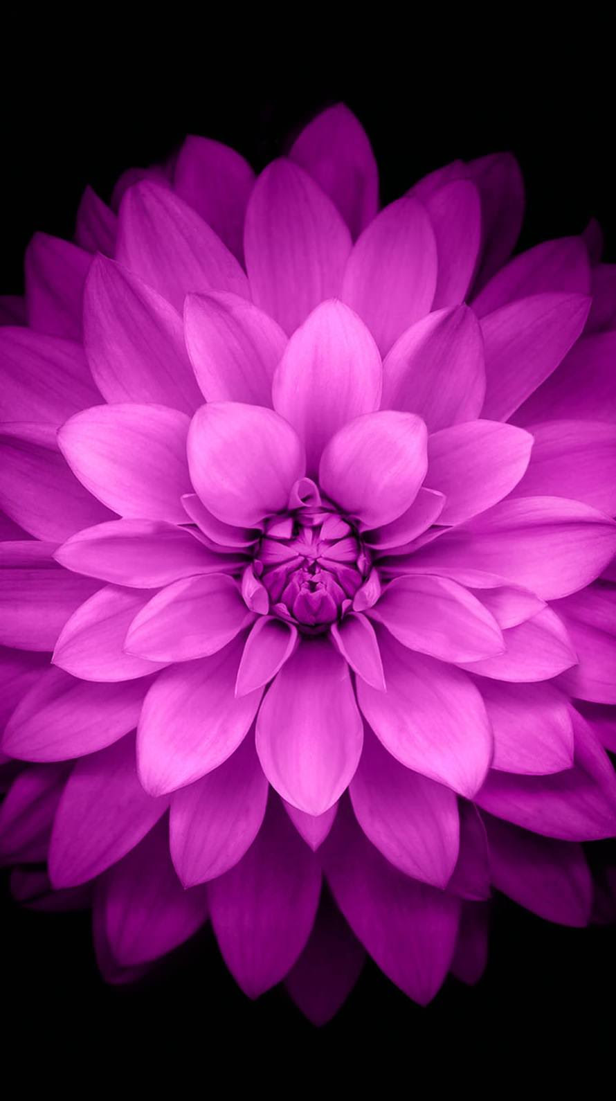 エレガントかっこいい 紫 壁紙 Iphone 最高の花の画像