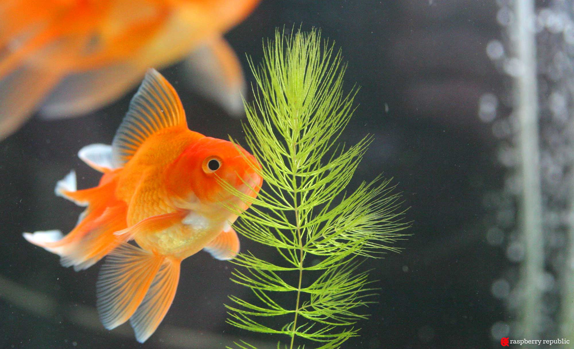 最も欲しかった 金魚 つつく やめさせる 2807 金魚 つつく やめさせる Pastidagmvak