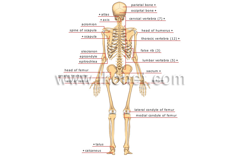 Ross and wilson has been a core text for students of anatomy and physiology. Human Being Anatomy Skeleton Posterior View Image Visual Dictionary