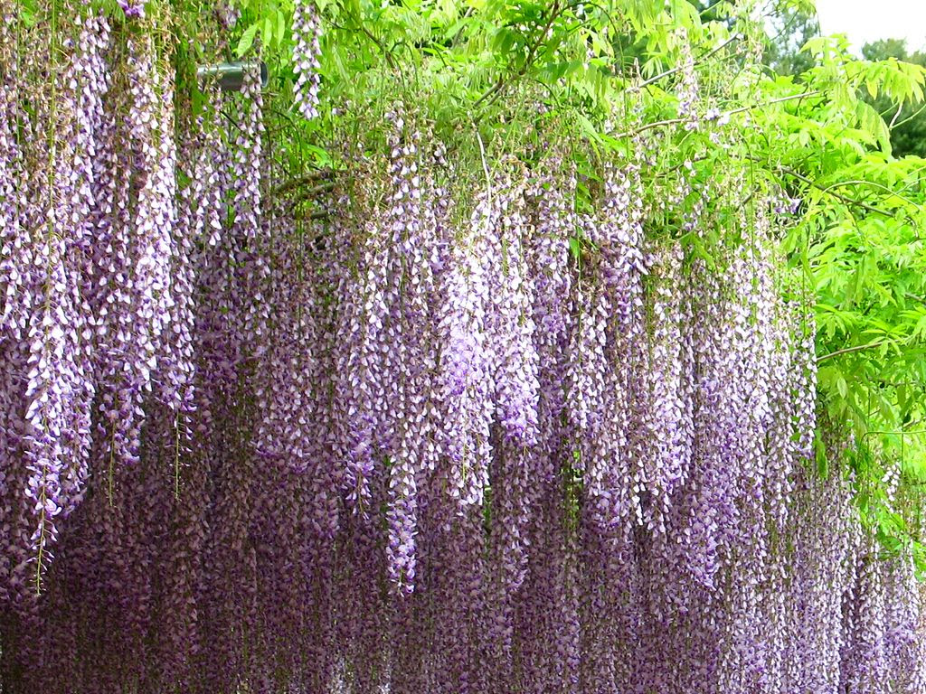 Jongeres ロイヤリティフリー 壁紙 藤の花
