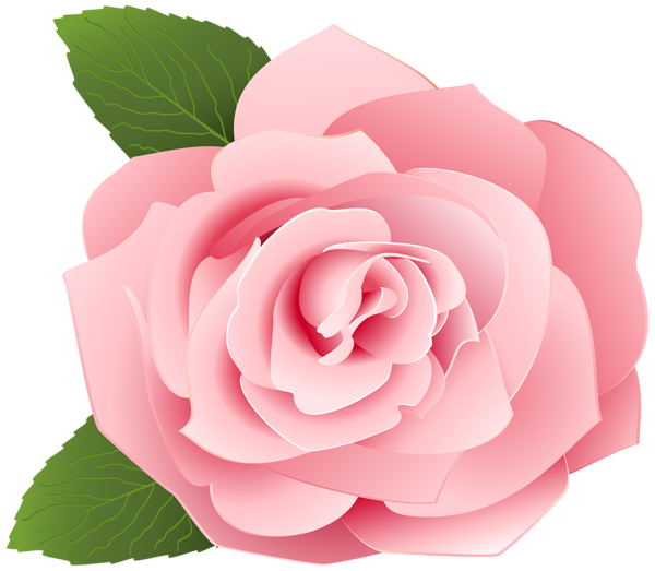 Paling Keren 27 Bunga  Mawar  Pink Png  Gambar Bunga  Indah