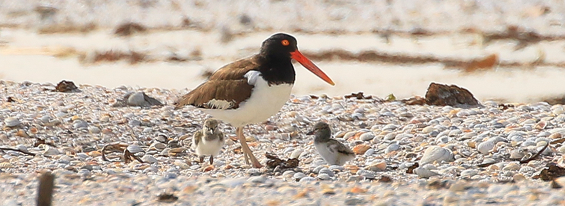 American oystercatcher adult with two chicks