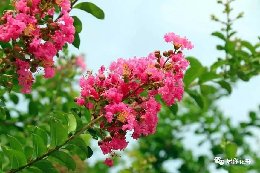 すべての花の画像 エレガント百日紅種子