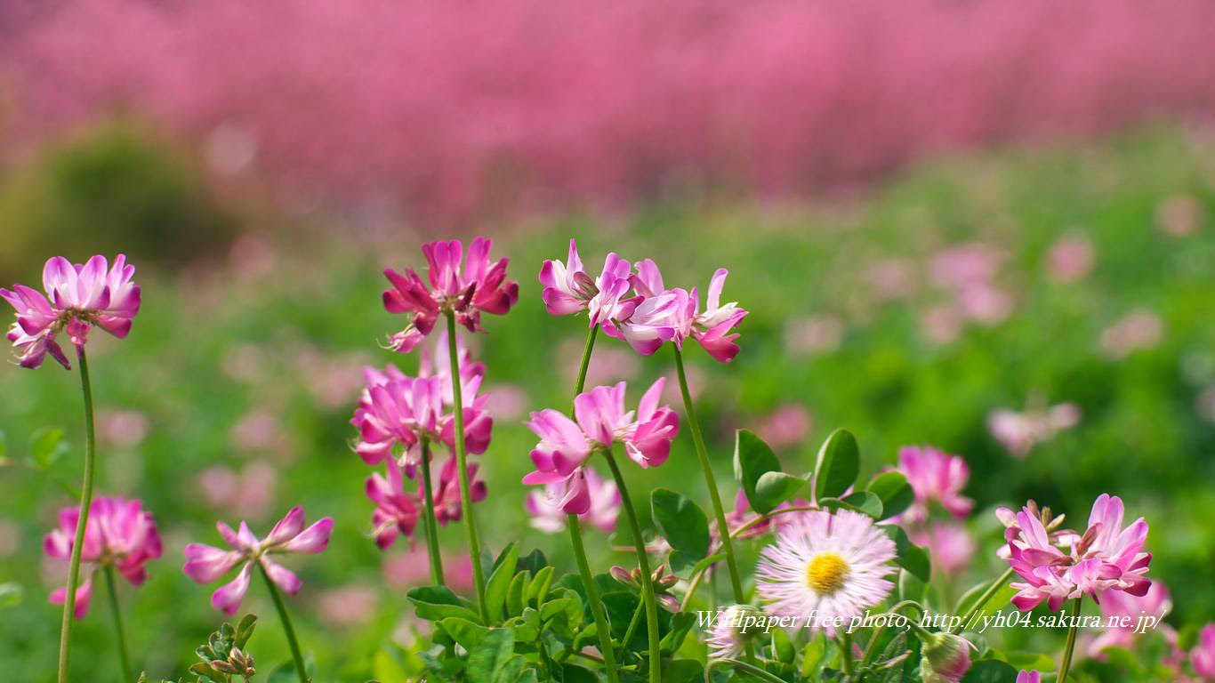 すべての美しい花の画像 最新花 デスクトップ 壁紙 無料 風景