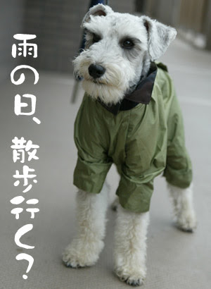 優れた レイン コート 犬 すべての動物の絵