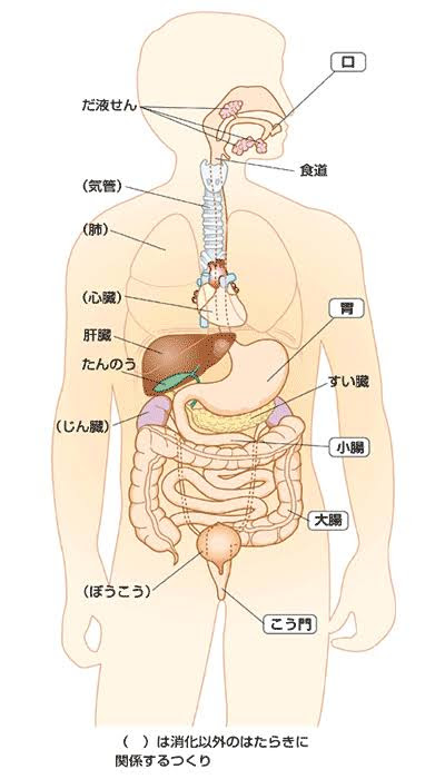 ベスト6 年生 理科 人間の体 最高のぬりえ