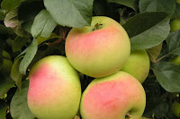 Характеристика и описание яблони “Имрус”