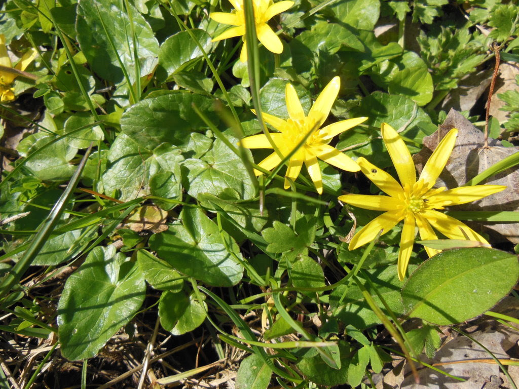 Adonide primaverile adonis vernalis l. Bymek It Home