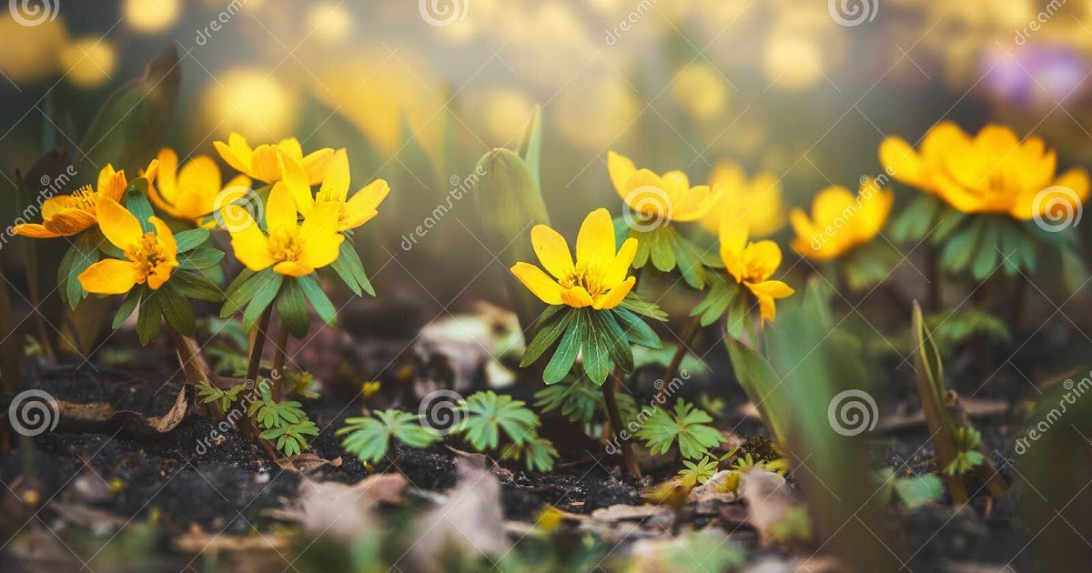 Fiori Gialli Spontanei Primavera - Paesaggio Della ...
