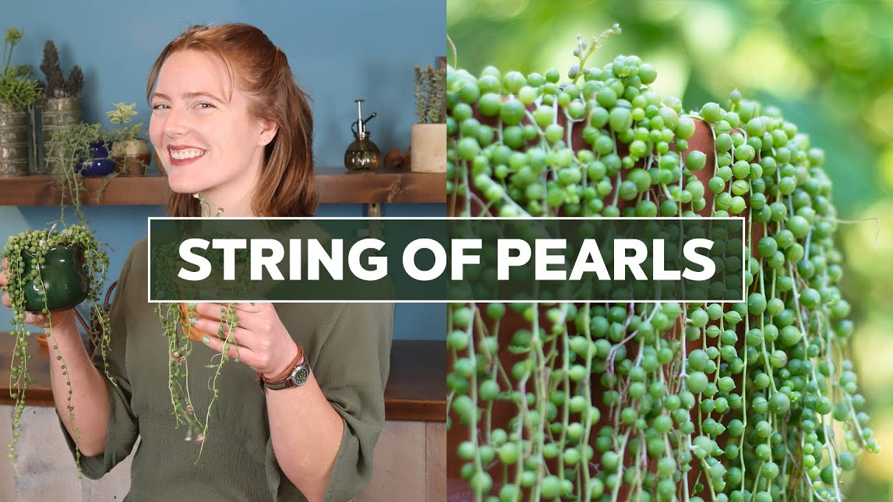 Yes, you can grow a string of pearls plant outdoors. How To Grow An Epic String Of Pearls Plant Mountain Crest Gardens