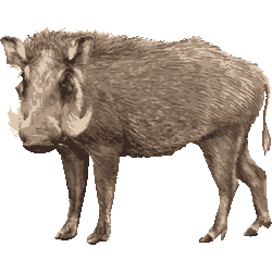 動物の画像について これまでで最高の猪 イラスト リアル